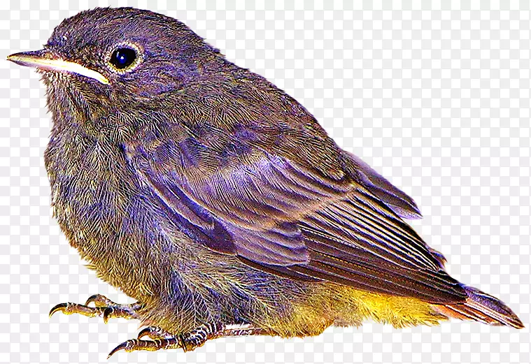 鸟类剪贴画-紫色鸟