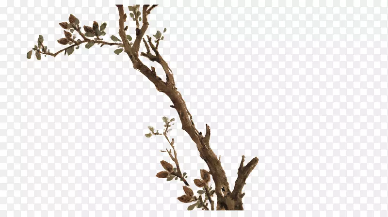 兰廷吉许珊水花鸟画画家树枝