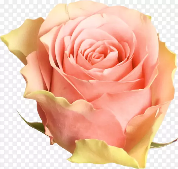 花园玫瑰沙滩玫瑰蜈蚣玫瑰粉红色-粉红色玫瑰