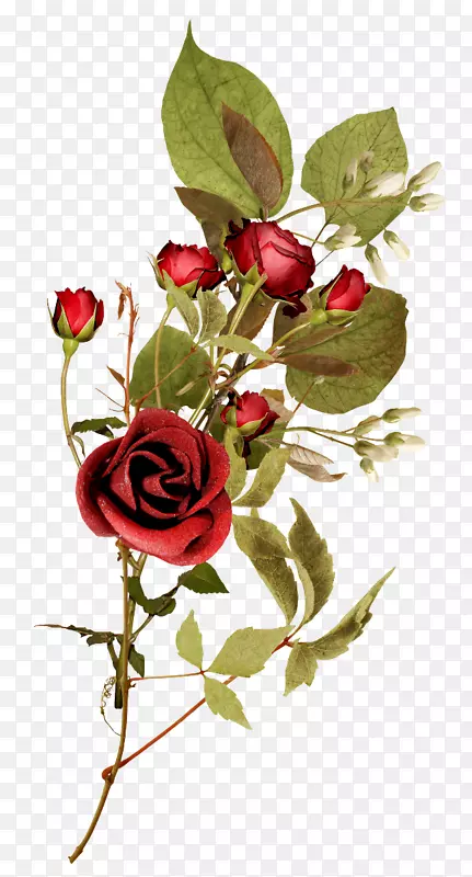 花卉花园玫瑰剪贴画.植物的玫瑰装饰图案
