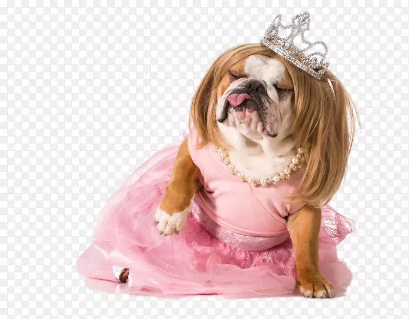 斗牛犬宠物摄影服装皇室免费小狗穿着婚纱