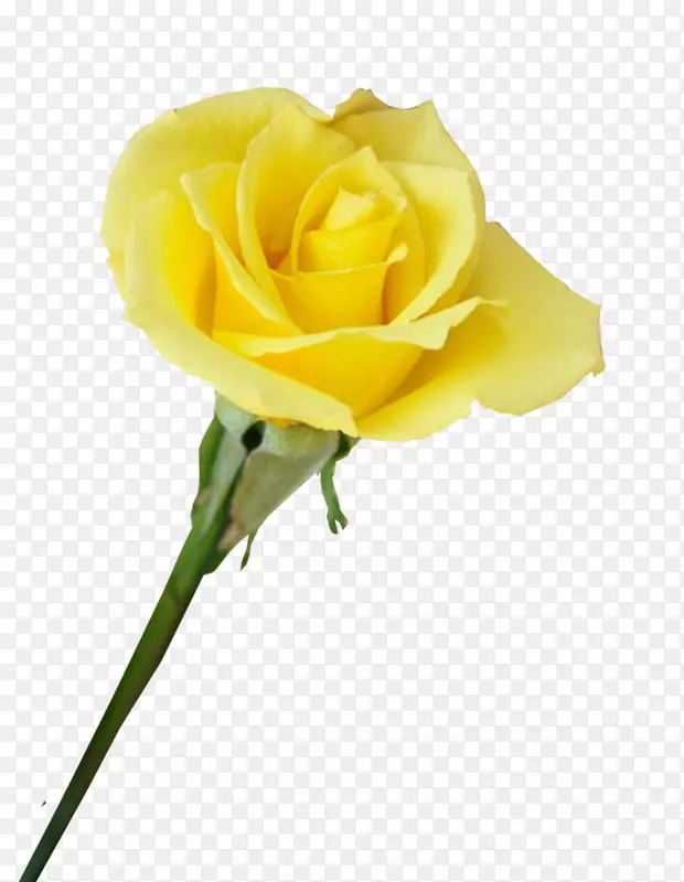 花园玫瑰沙滩玫瑰蜈蚣玫瑰黄色花朵黄色玫瑰种类