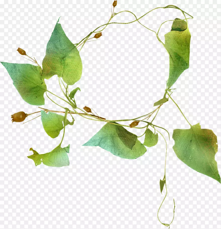 下载iopomoea nil叶-美丽的叶环PNG图片素材下载_图片编号460244-PNG素材网