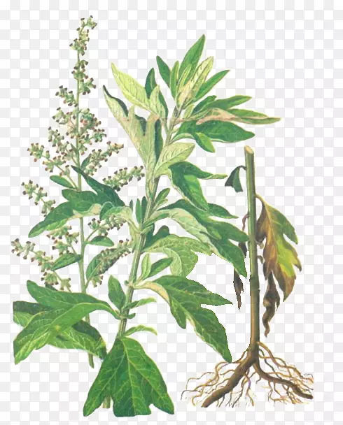 青蒿(Artemisia Argyi Tarragon)叶草本植物u7aefu5348手绘草棒