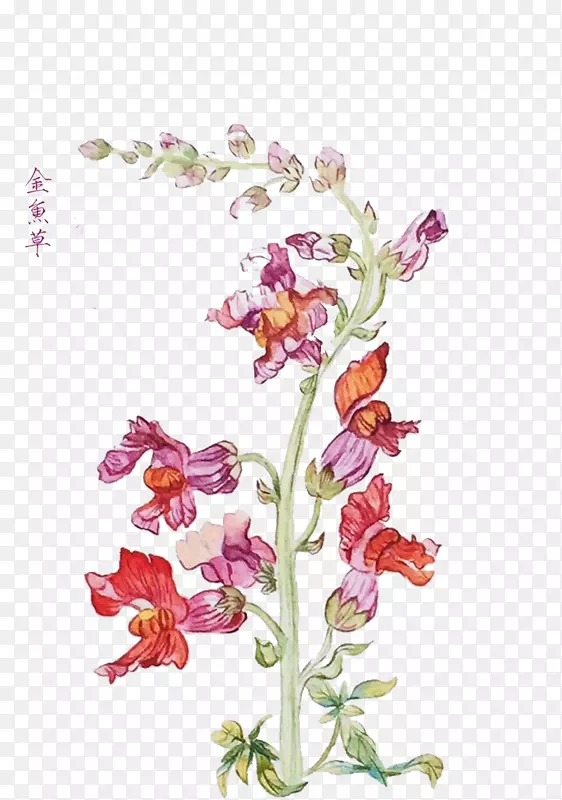 花卉设计下载-手绘金鱼草