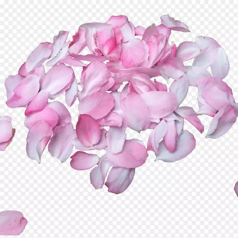 生日花瓣-粉红色樱桃花瓣设计材料