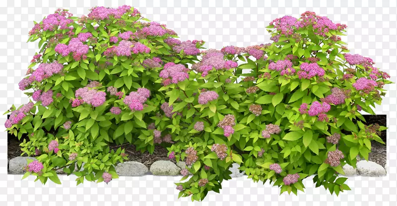 灌木植物花卉-手绘花卉海报花卉背景材料，花束紫色