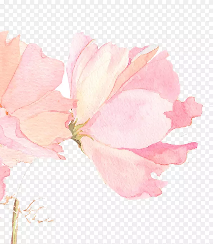 水彩花卉水彩画墙纸-美丽的樱桃图片材料