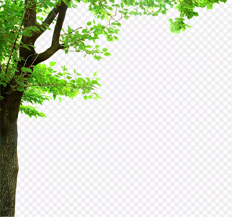 树荫树枝橡木剪贴画-高大的绿树