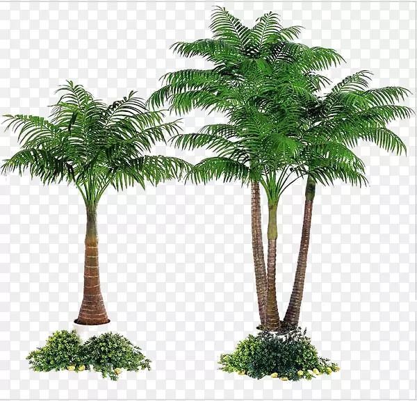 槟榔、棕榈、槟榔科树、玻璃纤维-模拟植物树