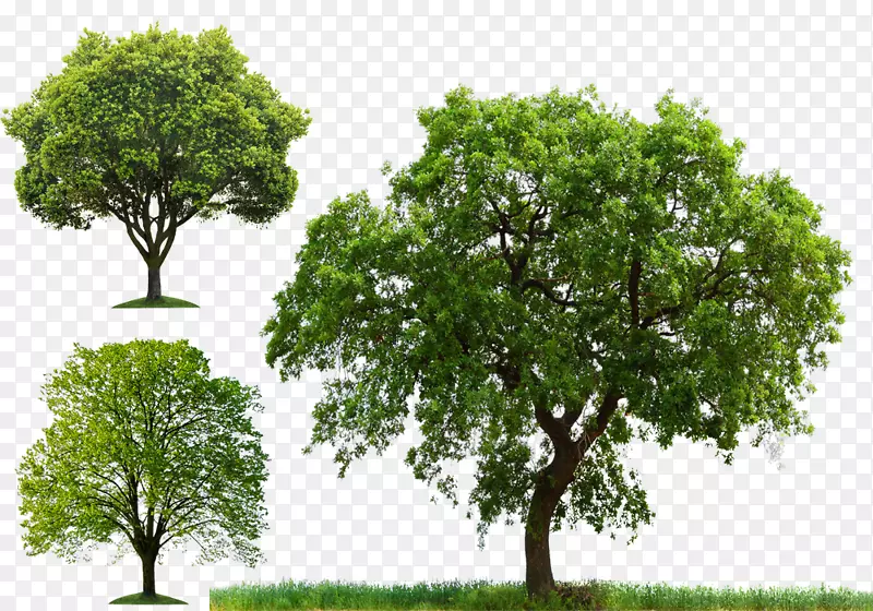 树木剪贴画-植树造林