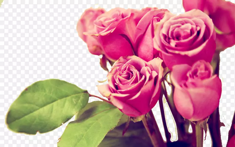 仙人掌玫瑰粉红色手机壁纸-情人节花