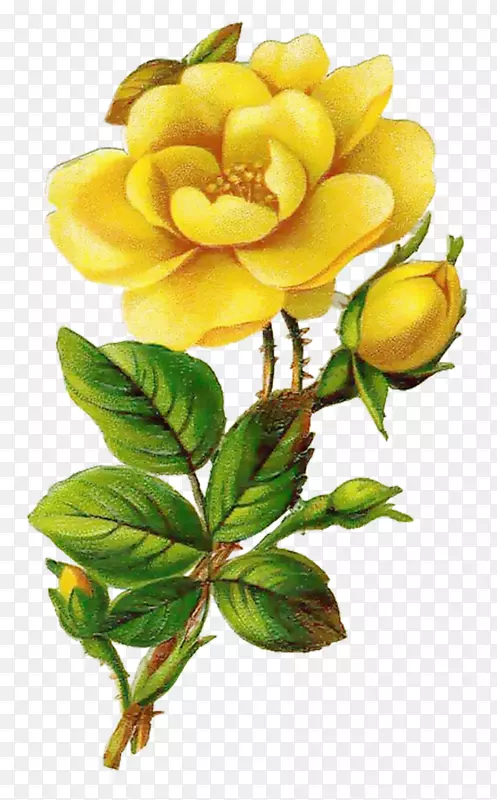 玫瑰黄花夹艺术-创意情人节