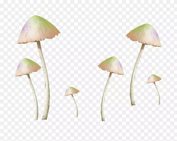 普通蘑菇真菌-装饰性古载体图像
