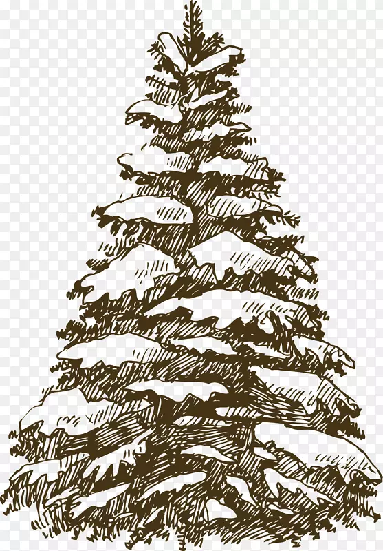 圣诞树冷杉装饰插图.圣诞树