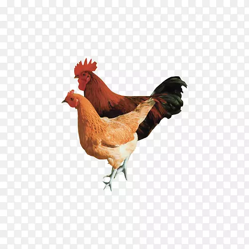 鸡下载-免费鸡毛材料