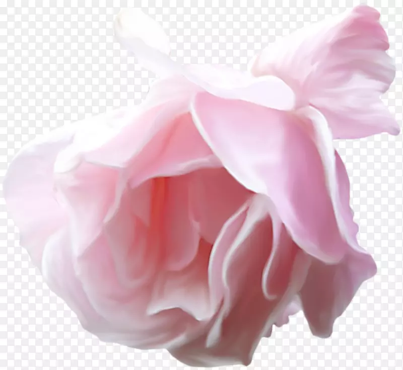 园林玫瑰水彩画花卉水彩花卉材料