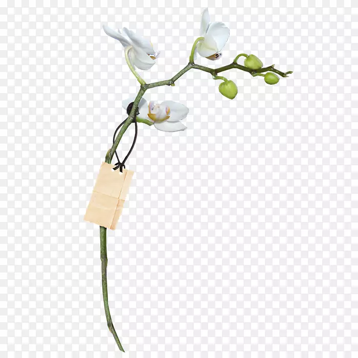 兰花WebP-花卉装饰图案