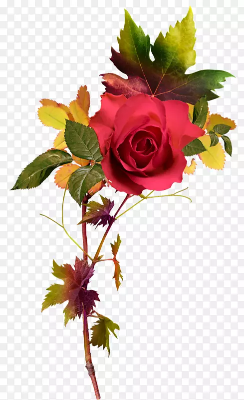 玫瑰花夹艺术-明亮的花卉装饰图案