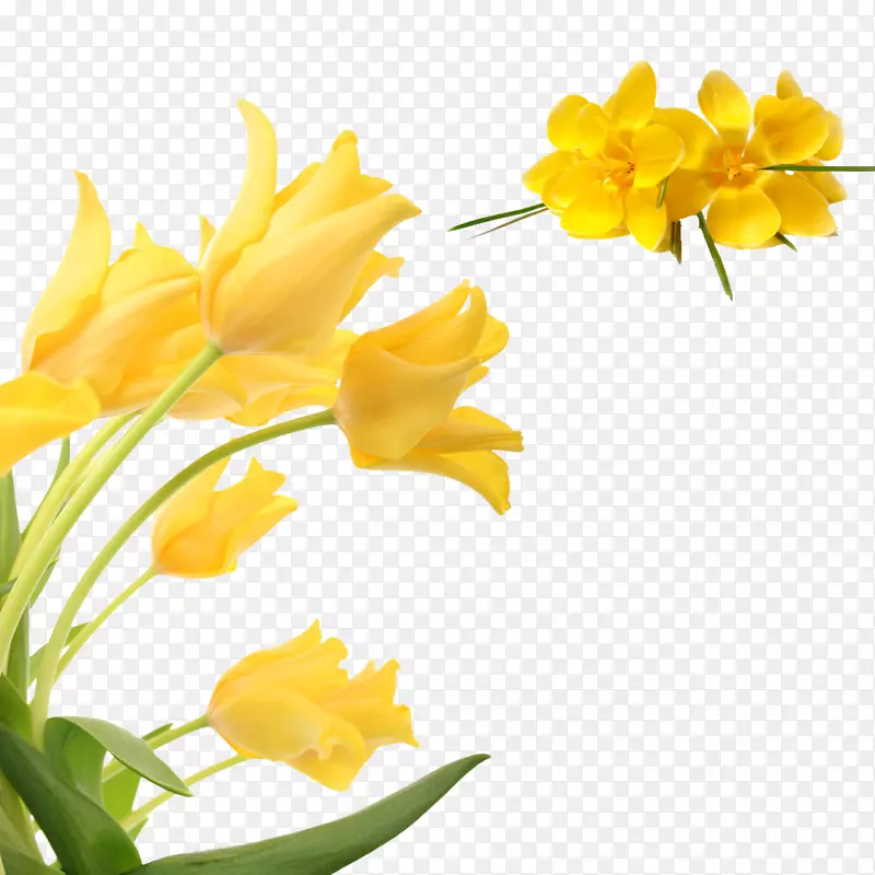 花黄色花瓣-黄色花卉装饰图案