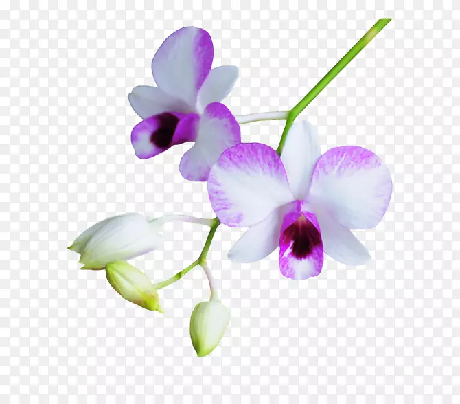 花紫花瓣-花卉装饰图案