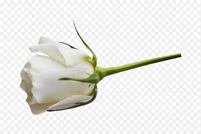 花园玫瑰白花装饰花卉材料