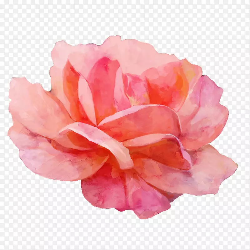 花园玫瑰水彩画.红色水彩画花元素