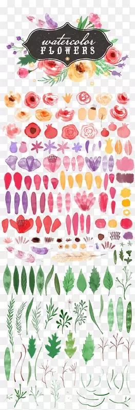 水彩画插图-花卉收藏
