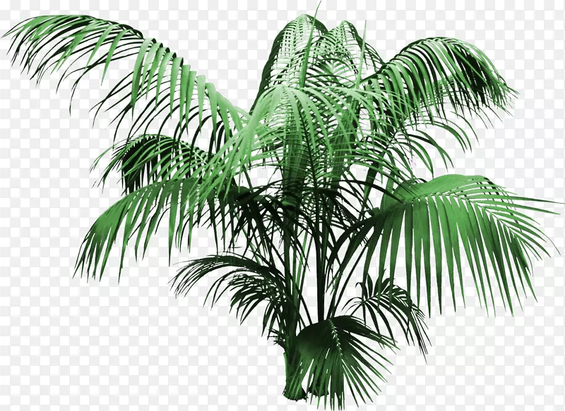 椰子树槟榔科-创造性花卉