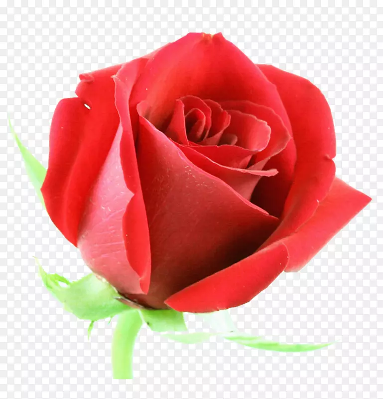 玫瑰花红色摄影剪贴画-美丽的花卉设计背景图像