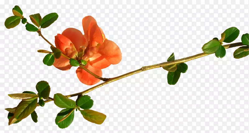 玫瑰髋部妊娠，腹部分枝周-手绘花卉创意花纹材料