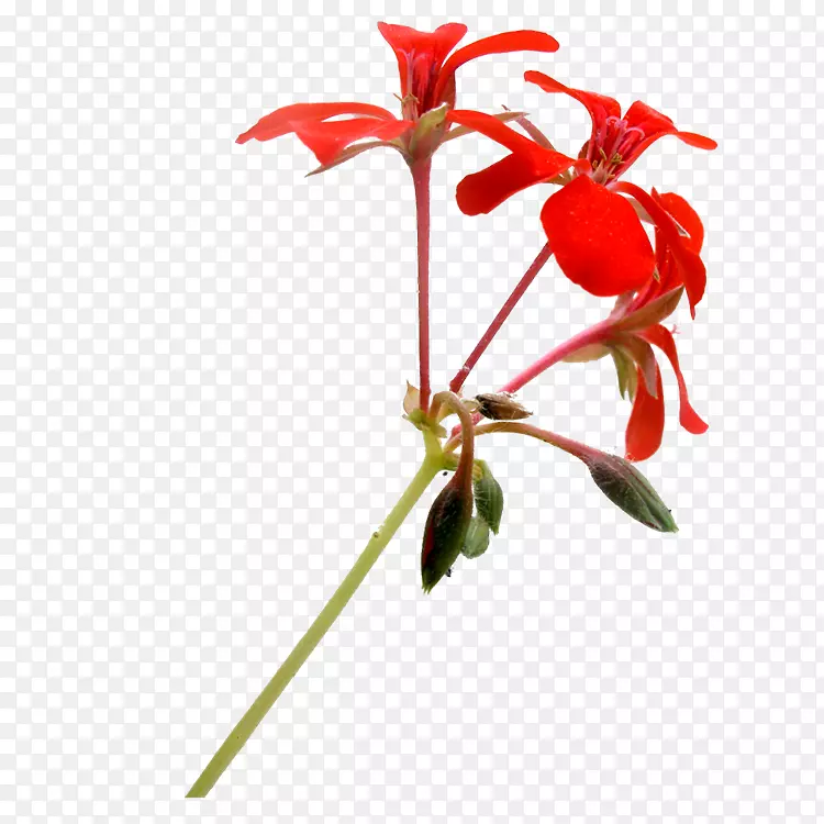 红色花卉设计-红色花卉装饰图案