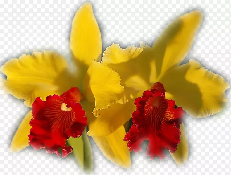 飞蛾兰花植物日记-绘有装饰性图案的花卉图案