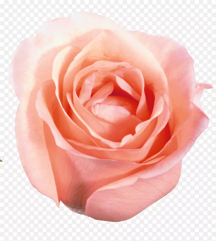 海滩玫瑰花光栅图形粉红色花瓣手绘装饰性花纹图像