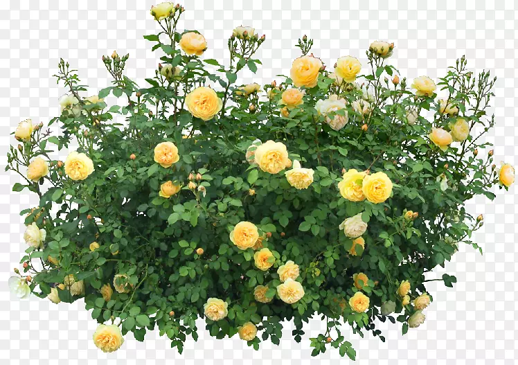 灌木花玫瑰夹艺术-花型
