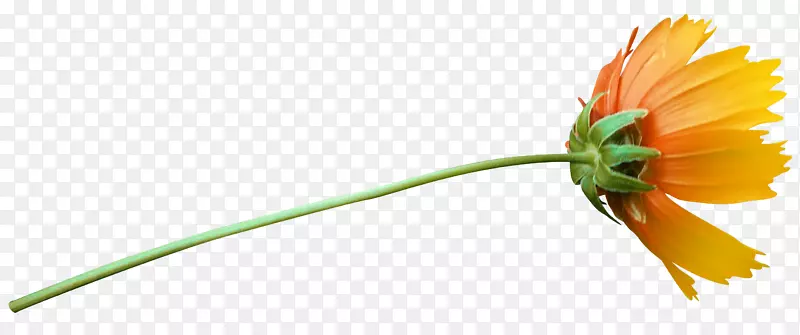 画花线画花饰