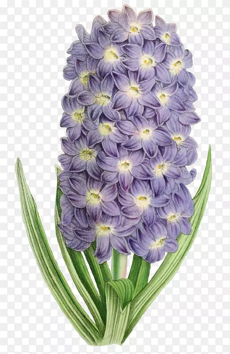 花紫色插图.紫色花卉装饰图案