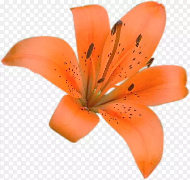 花卉博客剪贴画-创意花卉水彩花卉材料