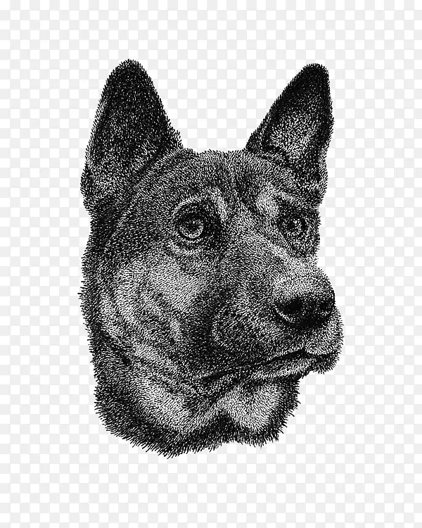 挪威埃尔克猎犬澳大利亚牛犬稀有品种(狗)绘画插图手绘插图犬