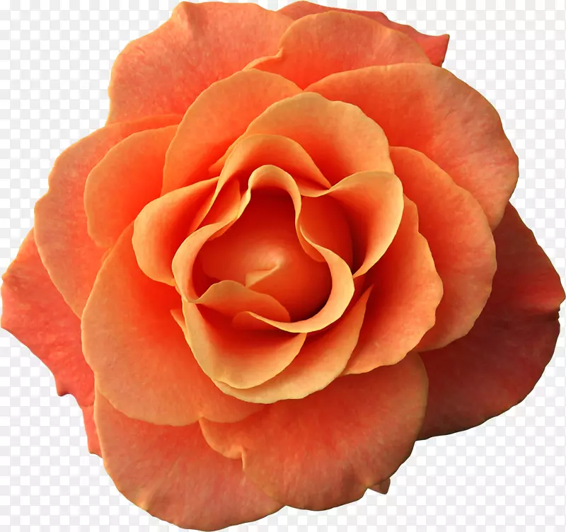 玫瑰花籽粉红卡通珠宝图片