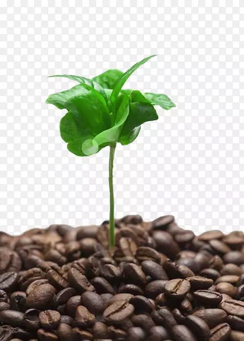 咖啡厅树芽-咖啡树芽图片材料