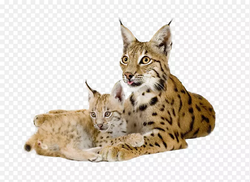 欧亚山猫猫科加拿大山猫-斑点猫