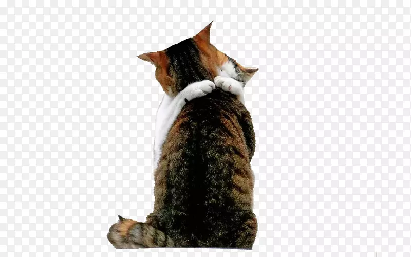 约克巧克力猫爱拥抱壁纸猫
