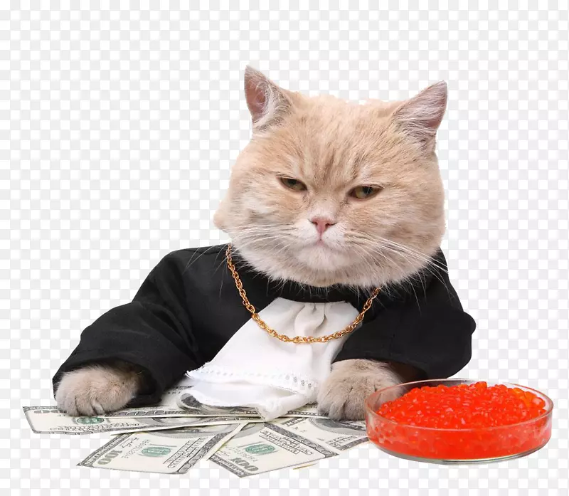 现金摄影马内基奈科皇室免费猫咬-可爱的肥猫钱