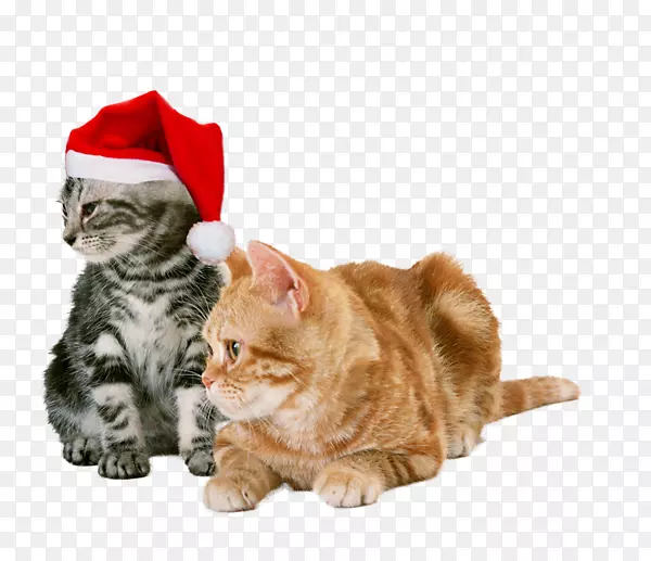 猫狗玩具宠物猫圣诞元素