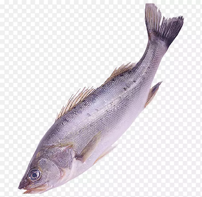 鱼类剪贴画-高清鱼类图像