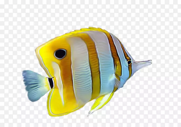 黄色热带鱼-黄色条纹热带鱼