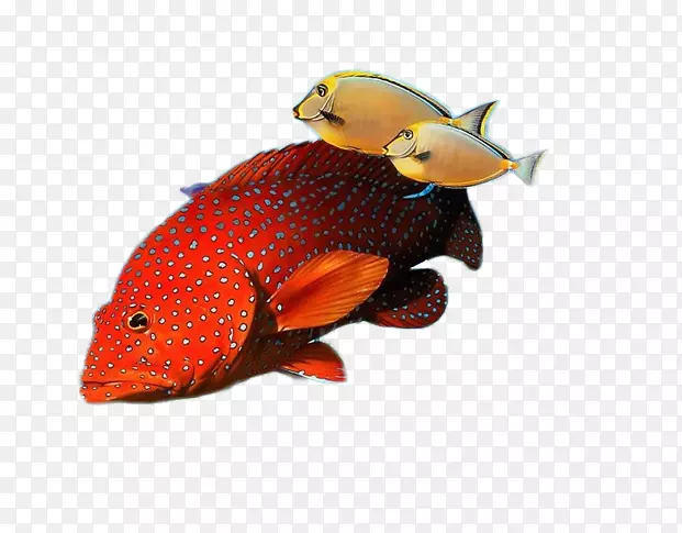 观赏鱼墙纸-美丽的鱼创意图片