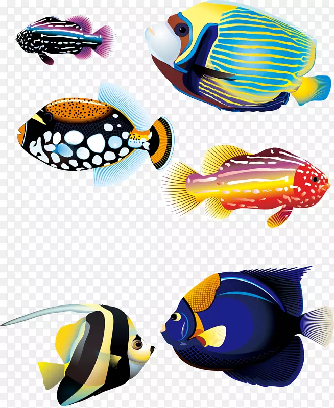 鲫鱼热带鱼-几种彩色海鱼