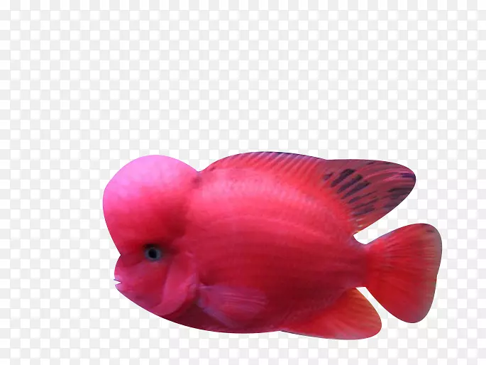 生物鱼海洋红海鱼